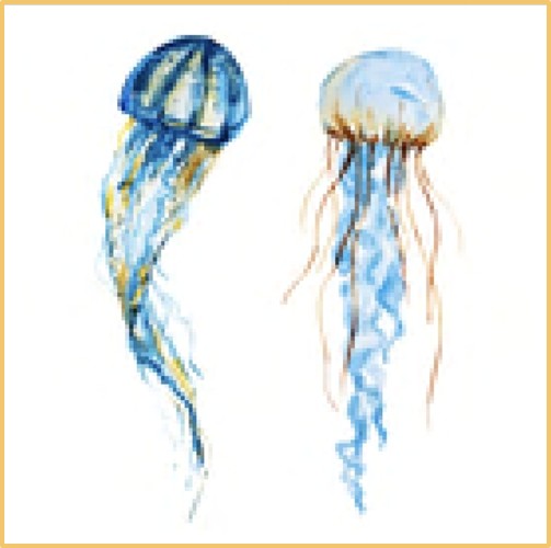 Two jellyfish illustrations with blue and gold colors on a white background