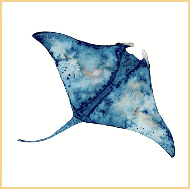 Blue and white stingray illustration on a white background