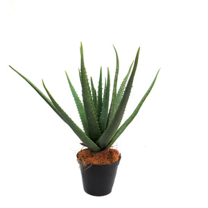 Aloe plant - potted