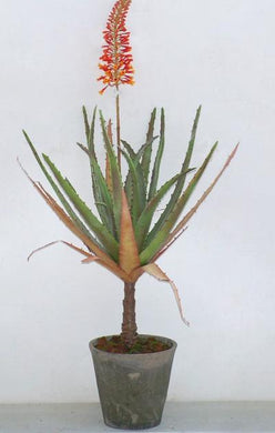 Artificial Flowering Aloe