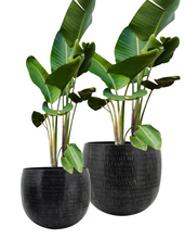 Load image into Gallery viewer, Planter pots - rustic imprint