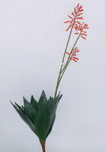 Artificial Aloe Flowering Orange