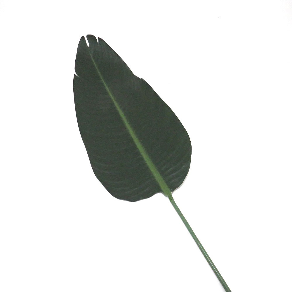 Artificial Plant Supplier - Giant Strelizia Leaf