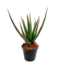 Load image into Gallery viewer, Aloe plant - potted