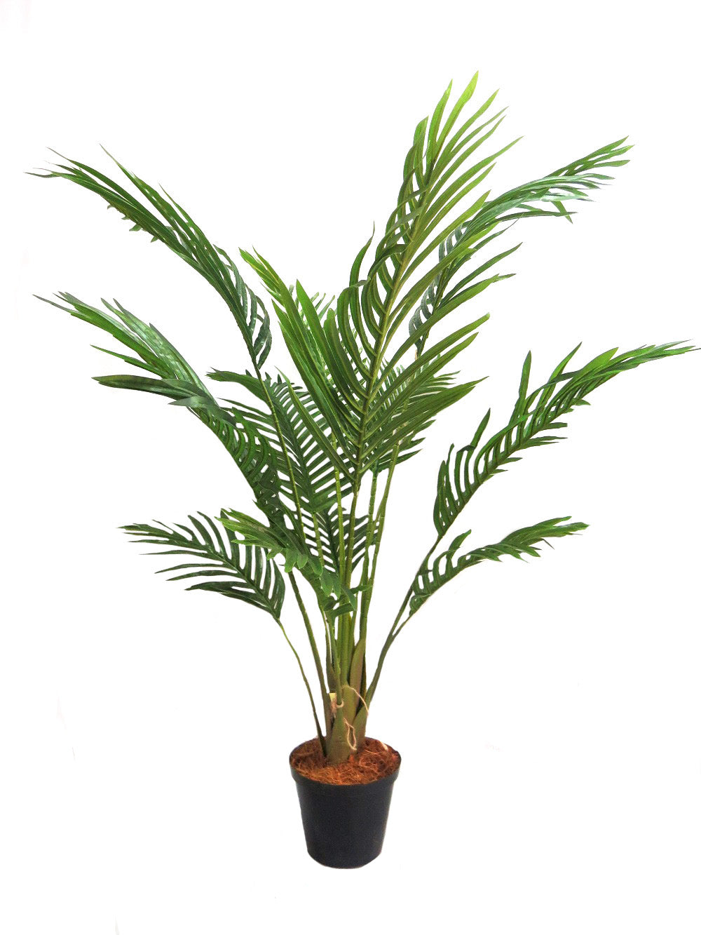 Areca Palm Tree